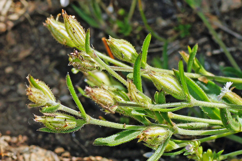 Silene gallica.
